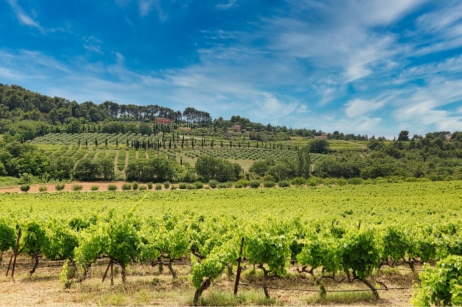 フランス産でよく耳にするボルドーとはワインの名産地